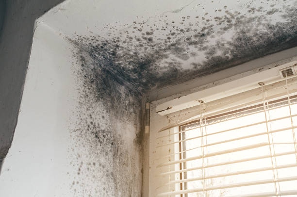 Affordable Mold Removal solutions in Secaucus, NJ